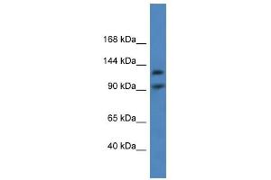 Western Blot showing LONP2 antibody used at a concentration of 1-2 ug/ml to detect its target protein. (LONP2 anticorps  (C-Term))