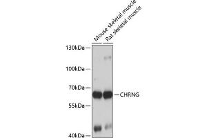 Western blot analysis of extracts of various cell lines, using CHRNG antibody (ABIN6129873, ABIN6138600, ABIN6138601 and ABIN6223867) at 1:1000 dilution. (CHRNG anticorps  (AA 328-517))