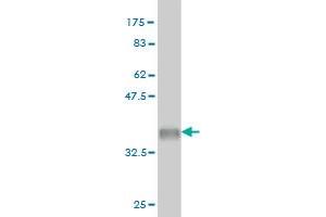 Western Blot detection against Immunogen (35.