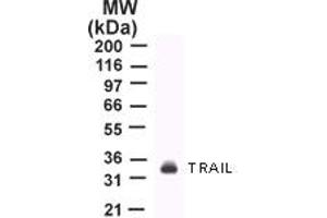 Image no. 1 for anti-Tumor Necrosis Factor (Ligand) Superfamily, Member 10 (TNFSF10) (AA 17-35) antibody (ABIN207859) (TRAIL anticorps  (AA 17-35))