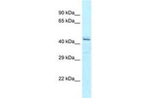 Image no. 1 for anti-Ataxin 10 (ATXN10) (C-Term) antibody (ABIN6747943) (Ataxin 10 anticorps  (C-Term))