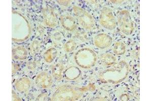 Immunohistochemistry of paraffin-embedded human kidney tissue using ABIN7170690 at dilution of 1:100 (Stanniocalcin 1 anticorps  (AA 18-247))