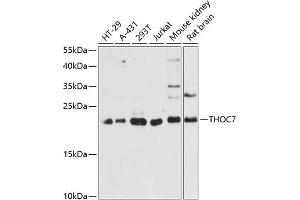 Western blot analysis of extracts of various cell lines, using THOC7 antibody (ABIN6133128, ABIN6149122, ABIN6149123 and ABIN6217791) at 1:3000 dilution. (THOC7 anticorps  (AA 1-204))