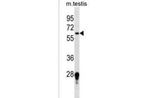 FUT11 Antibody (Center) (ABIN1538063 and ABIN2849829) western blot analysis in mouse testis tissue lysates (35 μg/lane). (FUT11 anticorps  (AA 204-233))