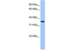 WB Suggested Anti-ANXA8L2 Antibody Titration:  0. (ANXA8L2 anticorps  (Middle Region))