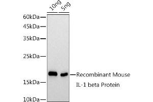 Western blot analysis of extracts of Recombinant Mouse IL1β Protein, using IL1β antibody  at 1:1000 dilution. (IL-1 beta anticorps)