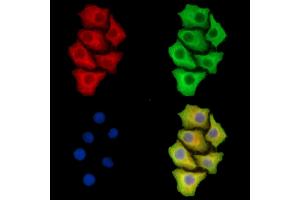 ABIN7095741 and ABIN7099803 staining Hela cells by IF/ICC. (Vasopressin anticorps)