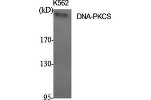 Western Blot (WB) analysis of specific cells using DNA-PKCS Polyclonal Antibody. (PRKDC anticorps  (C-Term))