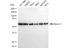 Western blotting analysis using beclin 1 antibody (ABIN7797760).