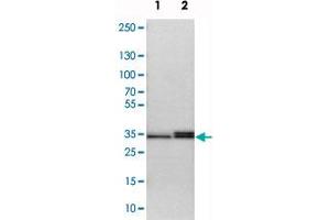 Western blot analysis of cell lysates with STX3 polyclonal antibody  at 1:250-1:500 dilution. (STX3 anticorps)
