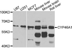 Western blot analysis of extracts of various cells, using CYP46A1 antibody.
