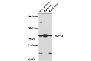 Western blot analysis of extracts of various cell lines, using HD Rabbit mAb (ABIN7267714) at 1:1000 dilution. (HDAC8 anticorps)