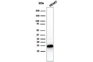 Western Blot Analysis of Heart tissue lysate using Cytochrome C Recombinant Rabbit Monoclonal Antibody (CYCS/3128R). (Recombinant Cytochrome C anticorps)