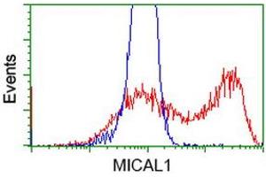 HEK293T cells transfected with either RC208308 overexpress plasmid (Red) or empty vector control plasmid (Blue) were immunostained by anti-MICAL1 antibody (ABIN2453295), and then analyzed by flow cytometry. (MICAL1 anticorps)