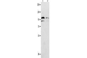 Western Blotting (WB) image for anti-Major Vault Protein (MVP) antibody (ABIN2428358) (MVP anticorps)
