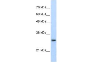 Western Blotting (WB) image for anti-Proteasome Subunit alpha Type 1 (PSMA1) antibody (ABIN2462128) (PSMA1 anticorps)