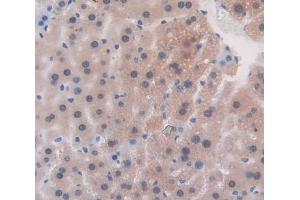 IHC-P analysis of Mouse Tissue, with DAB staining. (MT1 anticorps  (AA 1-61))