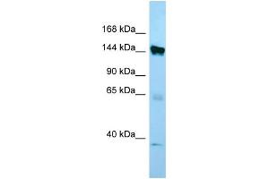 WB Suggested Anti-EMILIN1 Antibody Titration: 1. (Emilin1 anticorps  (C-Term))
