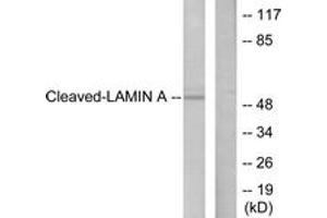 Western blot analysis of extracts from NIH-3T3 cells, treated with Etoposide 25uM 60', using Lamin A (Cleaved-Asp230) Antibody. (Lamin A/C anticorps  (Cleaved-Asp230))