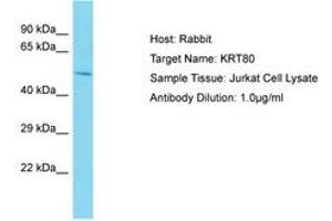 Image no. 1 for anti-Keratin 80 (KRT80) (AA 57-106) antibody (ABIN6750577) (KRT80 anticorps  (AA 57-106))