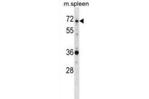 Western Blotting (WB) image for anti-SH3-Domain Binding Protein 2 (SH3BP2) antibody (ABIN2998912) (SH3BP2 anticorps)