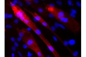 anti-Vesicle-Associated Membrane Protein 5 (Myobrevin) (VAMP5) (AA 1-70) antibody
