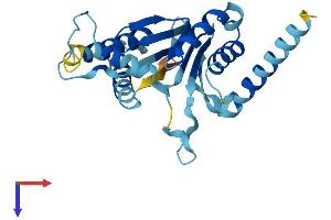 AlphaFold protein structure predicition of Human Recombinant PSMA8 Protein, UniprotID Q8TAA3