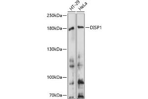 Western blot analysis of extracts of various cell lines, using DISP1 antibody (ABIN7266798) at 1:1000 dilution. (DISP1 anticorps  (AA 1325-1524))