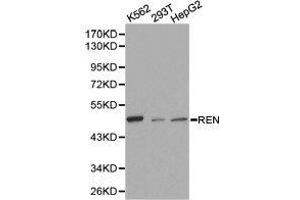 Western Blotting (WB) image for anti-Renin (REN) antibody (ABIN1874587) (Renin anticorps)