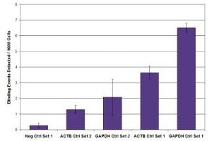 RNA pol II CTD phospho Ser5 antibody (mAb) tested by ChIP. (Rpb1 CTD anticorps  (pSer5, Ser5))