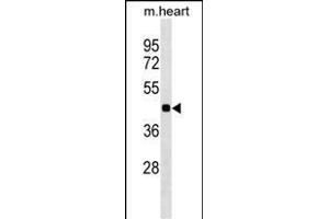 HHEX Antibody (C-term) (ABIN1536923 and ABIN2849944) western blot analysis in mouse heart tissue lysates (35 μg/lane). (HHEX anticorps  (C-Term))