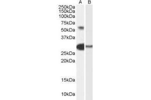 Western Blotting (WB) image for anti-Transcription Factor-Like 5 (Basic Helix-Loop-Helix) (TCFL5) (Internal Region) antibody (ABIN2466356) (TCFL5 anticorps  (Internal Region))