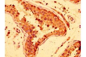 IHC image of ABIN7158070 diluted at 1:300 and staining in paraffin-embedded human testis tissue performed on a Leica BondTM system.
