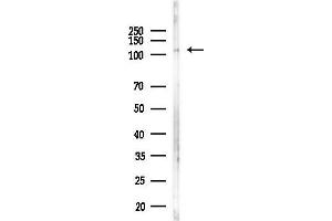 anti-SFRS Protein Kinase 2 (SRPK2) antibody