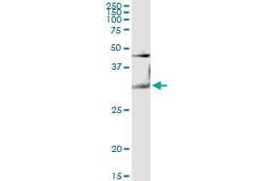 LGALS3 MaxPab rabbit polyclonal antibody.