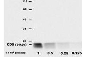 Western Blotting (WB) image for anti-CD9 (CD9) antibody (Biotin) (ABIN1106604) (CD9 anticorps  (Biotin))