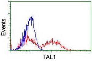 HEK293T cells transfected with either RC222628 overexpress plasmid (Red) or empty vector control plasmid (Blue) were immunostained by anti-TAL1 antibody (ABIN2455288), and then analyzed by flow cytometry. (TAL1 anticorps)