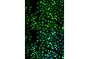 Immunofluorescence analysis of U2OS cell using GRM3 antibody. (Metabotropic Glutamate Receptor 3 anticorps  (AA 23-170))