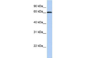 WB Suggested Anti-ZXDC Antibody Titration:  0. (ZXDC anticorps  (Middle Region))