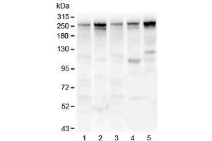 Western blot testing of 1) rat lung, 2) mouse lung, 3) human U-87 MG, 4) human MDA-MB-231 and 5) human HepG2 lysate with Talin 1 antibody. (TLN1 anticorps)