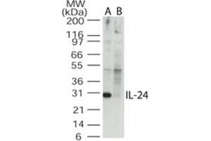 Image no. 1 for anti-Interleukin 24 (IL24) (AA 100-150) antibody (ABIN302672) (IL-24 anticorps  (AA 100-150))