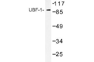 Image no. 1 for anti-Upstream Binding Transcription Factor, RNA Polymerase I (UBTF) antibody (ABIN272172) (UBTF anticorps)