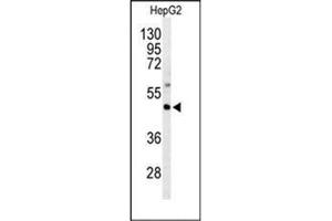 Western blot analysis of GNAZ Antibody (N-term) in HepG2 cell line lysates (35ug/lane). (GNaZ anticorps  (N-Term))