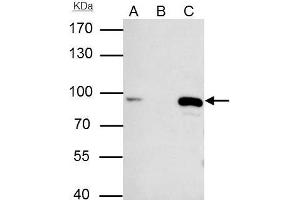 IP Image MCM7 antibody [N2C2], Internal immunoprecipitates MCM7 protein in IP experiments.