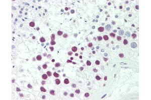 Anti-SRP54 antibody IHC staining of human testis. (SRP54 anticorps  (AA 346-374))