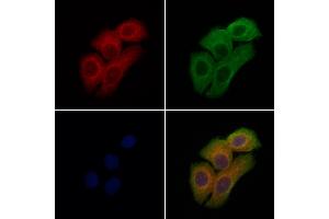 ABIN7094609 and ABIN7098659 staining Hela cells by IF/ICC. (PDE11A anticorps  (Internal Region))