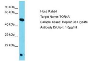 Image no. 1 for anti-Torsin Family 4, Member A (TOR4A) (AA 223-272) antibody (ABIN6750547) (TOR4A anticorps  (AA 223-272))