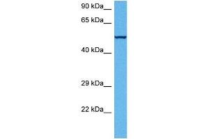Host:  Rabbit  Target Name:  ATP5B  Sample Tissue:  Mouse Skeletal Muscle  Antibody Dilution:  1ug/ml