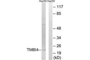 Western Blotting (WB) image for anti-Transmembrane BAX Inhibitor Motif Containing 4 (TMBIM4) (AA 121-170) antibody (ABIN2890669) (TMBIM4 anticorps  (AA 121-170))