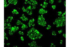 Image no. 21 for anti-P450 (Cytochrome) Oxidoreductase (POR) antibody (ABIN1497746) (POR anticorps)